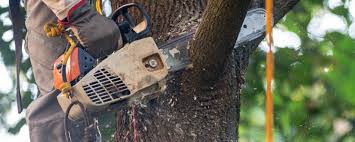 Reliable Ross, CA Tree Removal Services Solutions