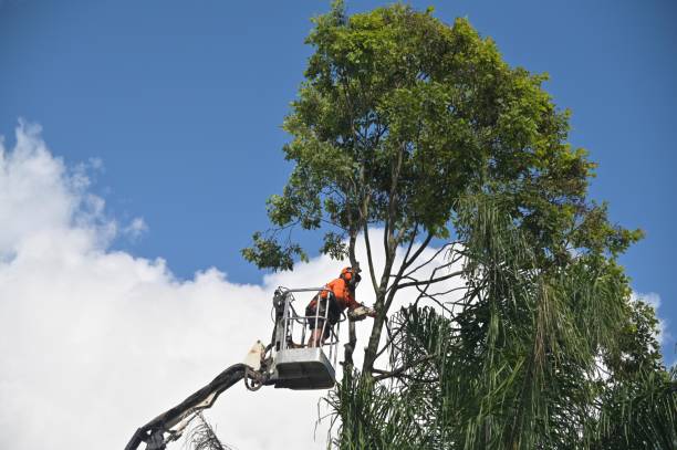 How Our Tree Care Process Works  in  Ross, CA